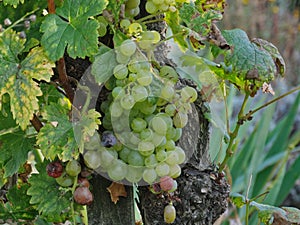a close up of grapes on a branch in an vineyard photo