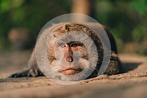 Close up shot of lying relaxed monkey watching careful