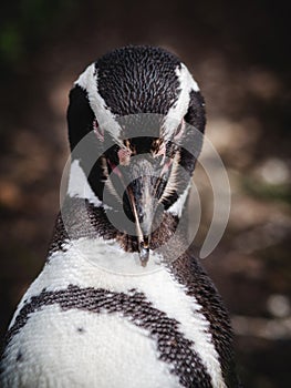 Close Up Shot of Magellan Penguin on Martillo Island in the Beagle Channel Near Ushuaia, Tierra del Fuego, Argentina