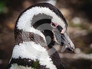 Close Up Shot of Magellan Penguin on Martillo Island Near Ushuaia, Tierra del Fuego, Argentina