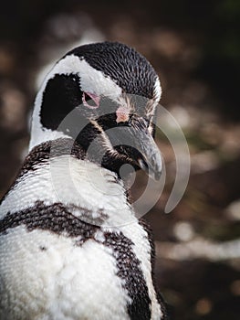 Close Up Shot of Magellan Penguin on Martillo Island in the Beagle Channel, Ushuaia, Tierra del Fuego, Argentina photo