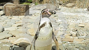 Close up shot of Magellanic Pinguin