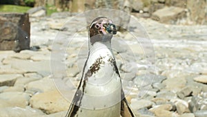 Close up shot of Magellanic Pinguin