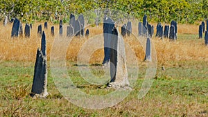 Close up shot of magnetic termite mounds at litchfield