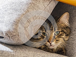 Close up shot of a Maine Coon mix cat hiding on chair with a pillow