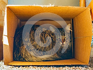 Close up shot of a Maine Coon mix cat hiding in a paper box