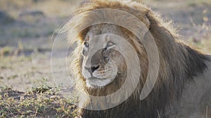 close up shot of a male lion at serengeti