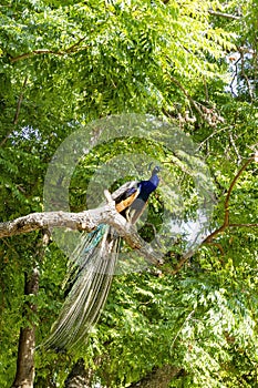 Close up shot of a male peacock on tree brunch