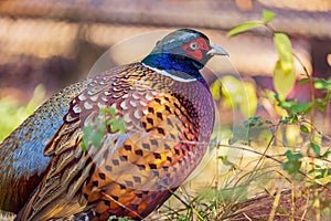 Close up shot of male Ring Necked Pheasant