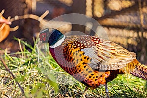 Close up shot of male Ring Necked Pheasant