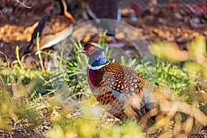 Close up shot of male Ring Necked Pheasant