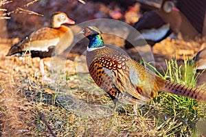 Close up shot of male Ring Necked Pheasant