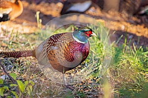 Close up shot of male Ring Necked Pheasant