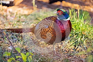 Close up shot of male Ring Necked Pheasant