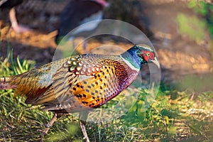 Close up shot of male Ring Necked Pheasant