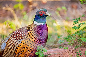 Close up shot of male Ring Necked Pheasant