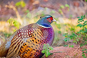 Close up shot of male Ring Necked Pheasant