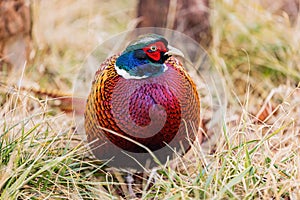 Close up shot of male Ring Necked Pheasant