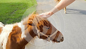 Close up shot of man feeding a cute little pony horse with carrots