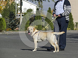 close-up shot of man with yellow lab on street .