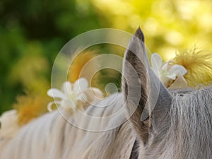 Decorated Horse Mane