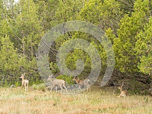 Close up shot of many deer in Capulin Volcano National Monument photo