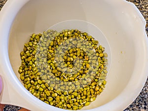 Close up shot of many mung beans in Germination