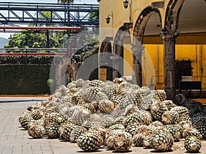 Close up shot of many Tequila plants preparing to make the Tequila wine photo