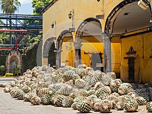 Close up shot of many Tequila plants preparing to make the Tequila wine photo