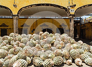 Close up shot of many Tequila plants preparing to make the Tequila wine photo