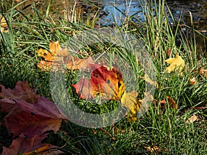 Close-up shot of maple leaves on the ground in autumn. Maple leaf changing colours from green to yellow, orange and brown