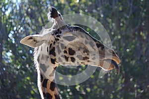 Close-up shot of a Masai giraffe (Giraffa camelopardalis tippelskirchi) looking aside