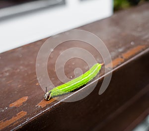 A close up shot of Melanitis leda, the common evening brown Caterpillar on a hard surface background. India