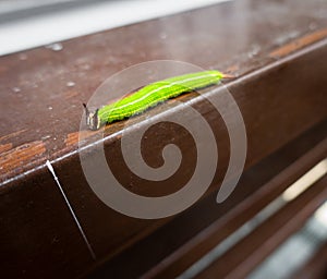 A close up shot of Melanitis leda, the common evening brown Caterpillar on a hard surface background. India