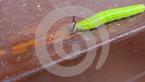 A close up shot of Melanitis leda, the common evening brown Caterpillar on a hard surface background. India