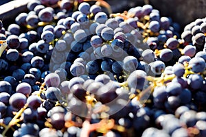 Close up shot of Merlot grapes in the sunlight