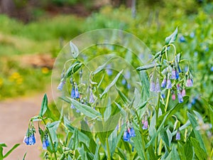 Close up shot of Mertensia ciliata blossom