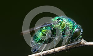 close up shot of the metallic Emerald Cuckoo Wasp photo