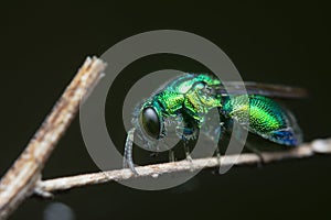 close up shot of the metallic Emerald Cuckoo Wasp photo