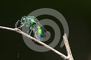 close up shot of the metallic Emerald Cuckoo Wasp photo