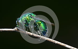 close up shot of the metallic Emerald Cuckoo Wasp photo