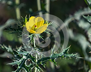 Close-up shot of a Mexican prickly poppy, Argemone mexicana.