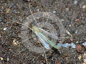 Close up shot of a midge, photo taken mid summer in the United Kingdom