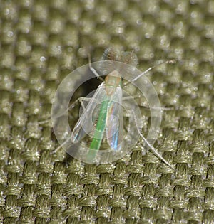 Close up shot of a midge, photo taken mid summer in the United Kingdom