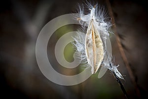 Close up shot of a milkweed seed in a blurry brown background