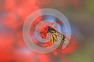 Close up shot of Monarch butterfly on red flowers photo