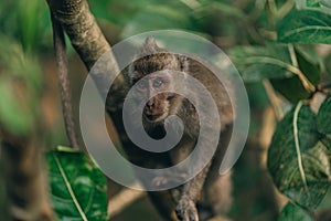 Close up shot of monkey sitting on tree with green nature background