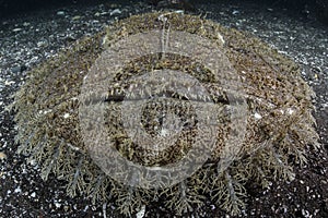 Close Up Shot of Monkfish Underwater