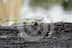 Close-up shot of a moorhen and a charadrii on a wet ground