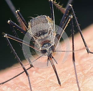 Close up shot of mosquito